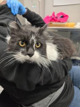 Domestic Short Hair Cats Available for Adoption in Angola, Indiana - Grace | PetCurious