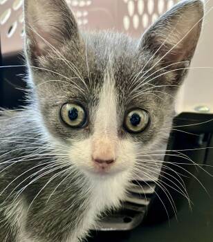 Rescue American Shorthair Cats for Adoption in Los Angeles, California - Thunder (F) | PetCurious