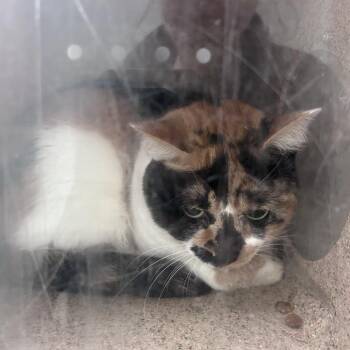 Marta -  Domestic Short Hair Cat for Adoption in Philadelphia, Pennsylvania - Marta | PetCurious