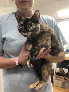 Gloria -  Domestic Short Hair Cat for Adoption in Hillsboro, Oregon - Gloria | PetCurious
