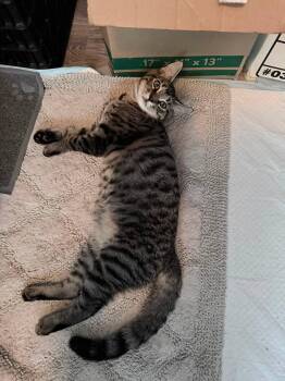 Spider-Man -  Domestic Short Hair Cat for Adoption in Mission Viejo, California - Spider-Man | PetCurious