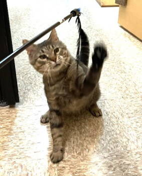 Rescue Tabby and Domestic Short Hair Cats for Adoption in Cincinnati, Ohio - Antonio (Teddy Bear) | PetCurious