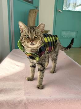 Domestic Medium Hair Cats Available for Adoption - Bad Bunny | PetCurious