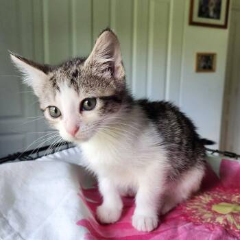 Speculaas -  Tabby Cat for Adoption in West Palm Beach, Florida - Speculaas | PetCurious