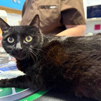 Bagherra -  Domestic Short Hair Cat for Adoption in Wahiawa, Hawaii - Bagherra | PetCurious