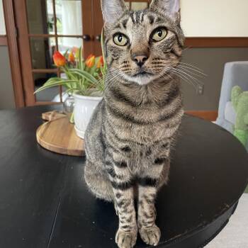 Chip -  Domestic Short Hair Cat for Adoption in Rochester, Washington - Chip | PetCurious