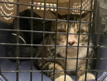 Ceylon Tea -  Domestic Short Hair Cat for Adoption in Austin, Texas - Ceylon Tea | PetCurious