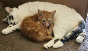 Baer -  Domestic Short Hair Cat for Adoption in Kansas City, Missouri - Baer | PetCurious