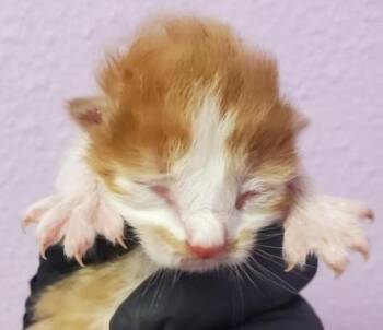 Domestic Short Hair Cats Available for Adoption in El Paso, Texas - 60741090 | PetCurious