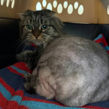Domestic Long Hair Cats Available for Adoption in Concord, New Hampshire - Moosie | PetCurious