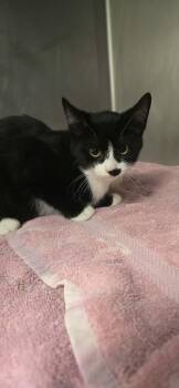 Valkyrie -  Domestic Short Hair Cat for Adoption in Orange, Virginia - Valkyrie | PetCurious