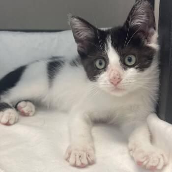 Dax -  Domestic Short Hair Cat for Adoption in New Philadelphia, Ohio - Dax | PetCurious