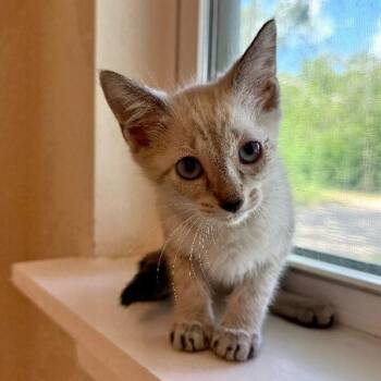 Candy Charm Cutie -  Siamese and Tabby Cat for Adoption in Friendswood, Texas - Candy Charm Cutie | PetCurious