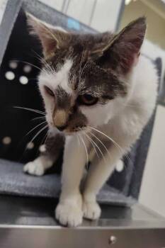 Stick -  Domestic Short Hair Cat for Adoption in Fruit Heights, Utah - Stick | PetCurious