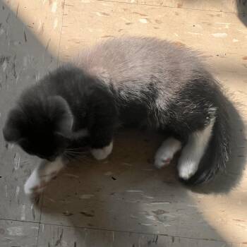 Stormy -  Domestic Short Hair Cat Available for Adoption in New York, New York - Stormy | PetCurious