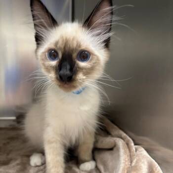Siam -  Domestic Medium Hair Cat for Adoption in Milton, Florida - Siam | PetCurious