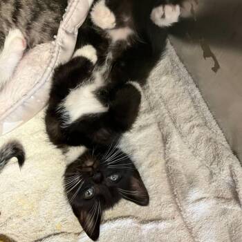 Domestic Short Hair Cats Available for Adoption in Los Angeles, California - Jalapeno | PetCurious