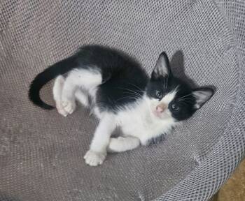 Jasper -  Tuxedo Cat for Adoption in Manhattan, Kansas - Jasper | PetCurious