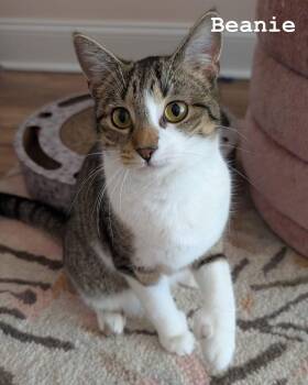 Rescue Domestic Short Hair Cats for Adoption in Brighton, New York - Beanie | PetCurious
