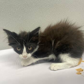 Domestic Medium Hair Cats Available for Adoption in Tampa, Florida - Gavin | PetCurious