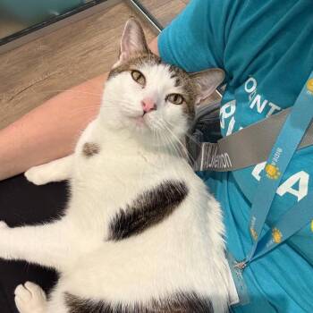 Spirit -  Domestic Short Hair Cat for Adoption in New York, New York - Spirit | PetCurious