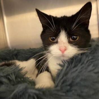 Domestic Short Hair Cats Available for Adoption in Dayton, Ohio - Kurig | PetCurious