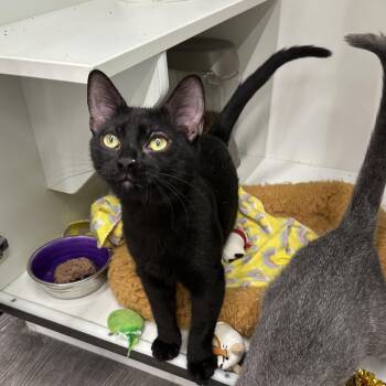 Aaron -  Domestic Short Hair Cat for Adoption in Powdersville, South Carolina - Aaron | PetCurious