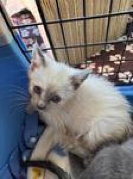 Diamond -  Domestic Short Hair Cat for Adoption in Chico, California - Diamond | PetCurious