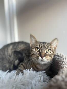 Rescue Domestic Short Hair Cats for Adoption in Pardeeville, Wisconsin - Taylor | PetCurious