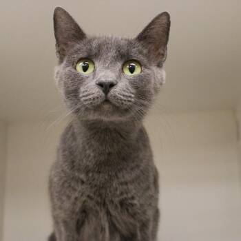 Domestic Short Hair Cats Available for Adoption in Champaign, Illinois - Duchess | PetCurious