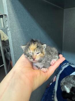 Paw-m Beesly -  Domestic Short Hair Cat for Adoption in Winnipeg, Manitoba - Paw-m Beesly | PetCurious