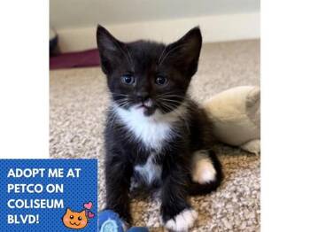 DOLPHIN -  Domestic Short Hair Cat for Adoption in Fort Wayne, Indiana - DOLPHIN | PetCurious