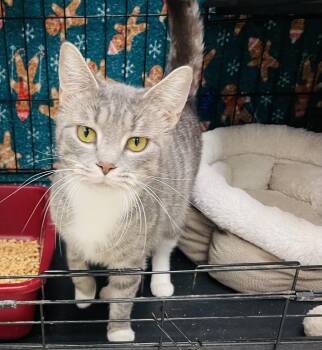 Rescue Domestic Short Hair Cats for Adoption in Cincinnati, Ohio - Becca | PetCurious