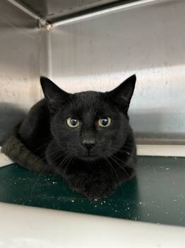 Rescue Domestic Short Hair Cats for Adoption in Bloomington, Illinois - SABRINA | PetCurious