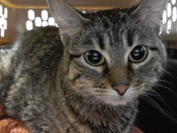 Domestic Short Hair Cats Available for Adoption in Omaha, Nebraska - SPIFF | PetCurious