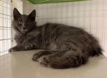 26-39 Billy -  Domestic Long Hair Cat for Adoption in St. Helens, Oregon - 26-39 Billy | PetCurious