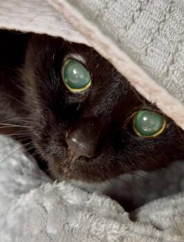 Domestic Short Hair Cats Available for Adoption - Shadow | PetCurious