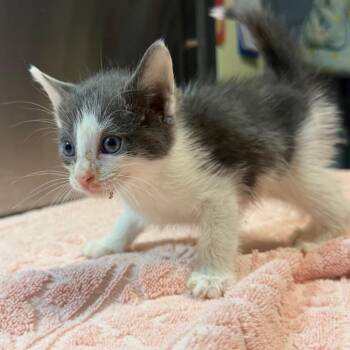 Salt & Vinegar -  Domestic Short Hair Cat for Adoption in Providence, Rhode Island - Salt & Vinegar | PetCurious
