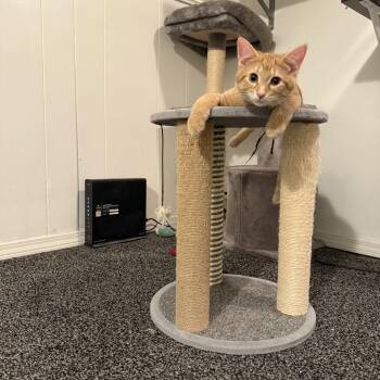 Rescue Domestic Short Hair Cats for Adoption in Roseville, Minnesota - NamJoon | PetCurious