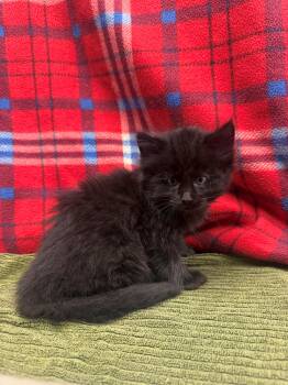 Onyx -  Domestic Medium Hair Cat Available for Adoption in Edinburg, Virginia - Onyx | PetCurious