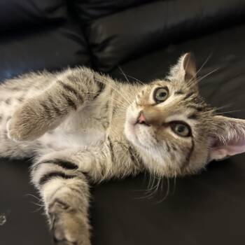 Sokka -  Domestic Short Hair Cat for Adoption in Davis, California - Sokka | PetCurious