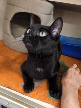 Domestic Short Hair Cats Available for Adoption in Elmsford, New York - Blinx - Available 4/26 | PetCurious