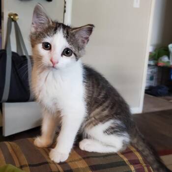 Pearl -  Domestic Short Hair Cat for Adoption in Emporia, Kansas - Pearl | PetCurious