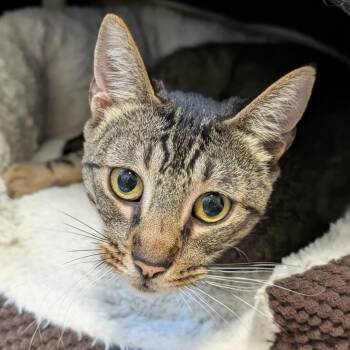 Domestic Short Hair Cats Available for Adoption in Sonoma, California - Annie | PetCurious
