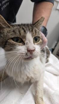 Rescue Domestic Short Hair Cats for Adoption in Cleveland, Ohio - Joe Joe | PetCurious