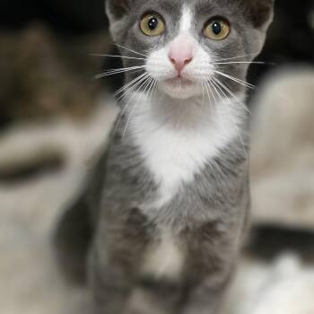 Grasshopper -  Tuxedo Cat for Adoption in Richmond, Virginia - Grasshopper | PetCurious
