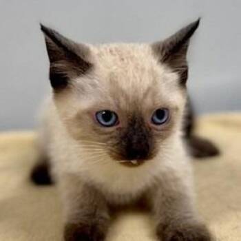 Magpie -  Siamese Cat for Adoption in New York, New York - Magpie | PetCurious