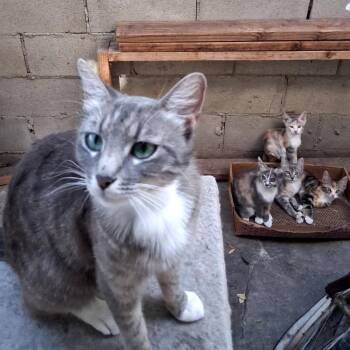 Tahini -  Domestic Short Hair Cat for Adoption in Long Beach, California - Tahini | PetCurious