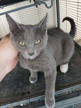 Domestic Short Hair Cats Available for Adoption - Bluey Christine | PetCurious