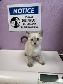 61277330 -  Siamese Cat for Adoption in El Paso, Texas - 61277330 | PetCurious